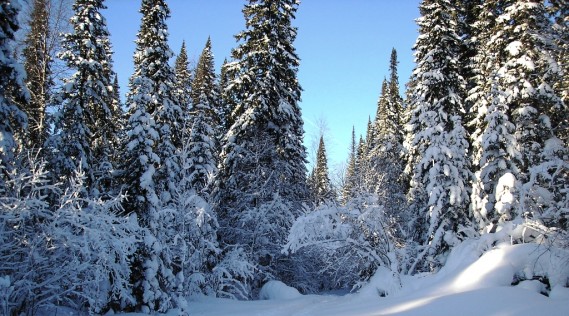 What do you know about Siberian winter?